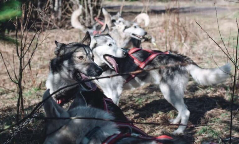 Sågmyra: Guided Dog Scooter Adventure - The Practicalities: What You Need to Know