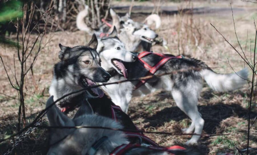 Sågmyra: Guided Dog Scooter Adventure - The Practicalities: What You Need to Know