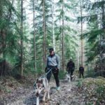 Sågmyra: Guided Husky Hiking Adventure - What to Expect from the Husky Hiking Adventure