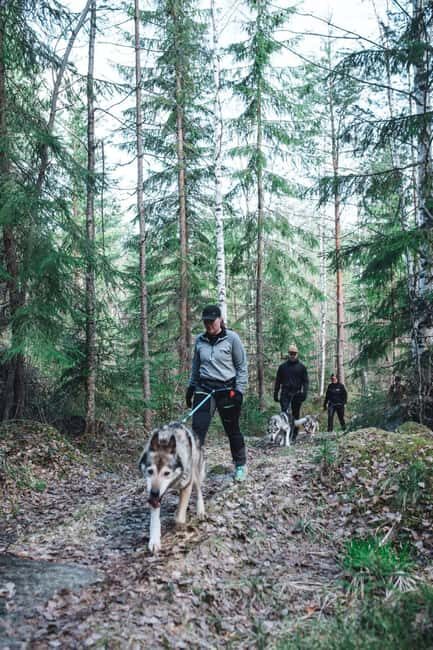 Sågmyra: Guided Husky Hiking Adventure - What to Expect from the Husky Hiking Adventure