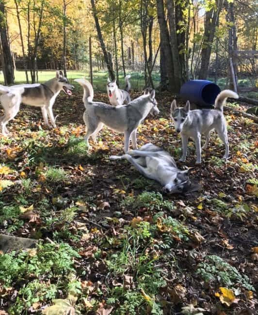 Sågmyra : Siberian Husky Encounter in Sweden - Is It Worth the Price?