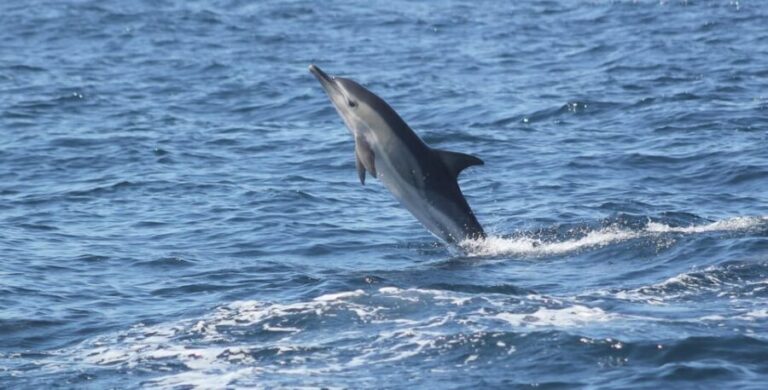 Sagres: Dolphin Watching Tour - Who Is This Tour Best For?