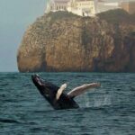 Sagres Wildlife Adventure: Dolphin and Whale Watching Tour - Who Should Consider This Tour?