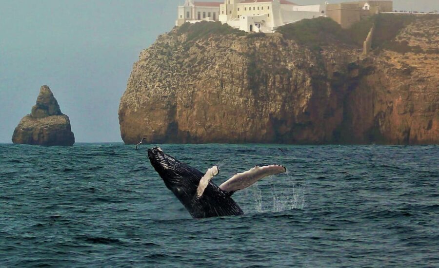 Sagres Wildlife Adventure: Dolphin and Whale Watching Tour - Who Should Consider This Tour?