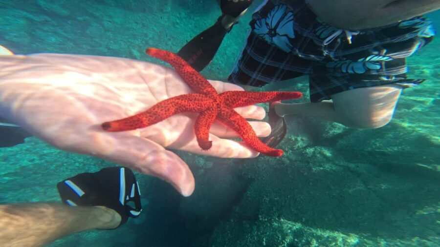 Saint-Raphaël: Boat cruise & swimming in the coves of the Esterel - Key Points