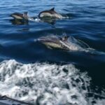 Saint Raphaël: Encounter with dolphins - The Practicalities: What You Need to Know