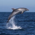 Salema: Dolphin Watching - Practical Details and Considerations