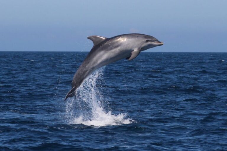 Salema: Dolphin Watching - Practical Details and Considerations