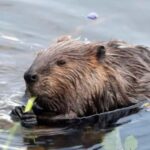 Sälen: Evening Beaver Safari by Canoe - The Practicalities