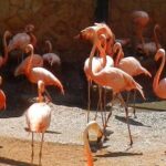 San Antonio Zoo General Admission Ticket - The Itinerary in Detail