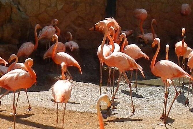 San Antonio Zoo General Admission Ticket - The Itinerary in Detail