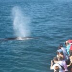 San Diego Whale Watching Cruise - Wildlife Sightings and What You Might See