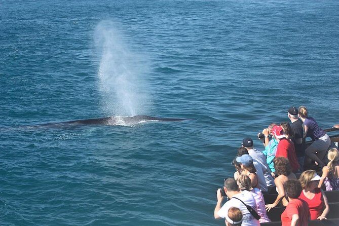 San Diego Whale Watching Cruise - Wildlife Sightings and What You Might See