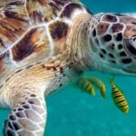 San Domino, Tremiti: guided snorkeling tour - Final Thoughts