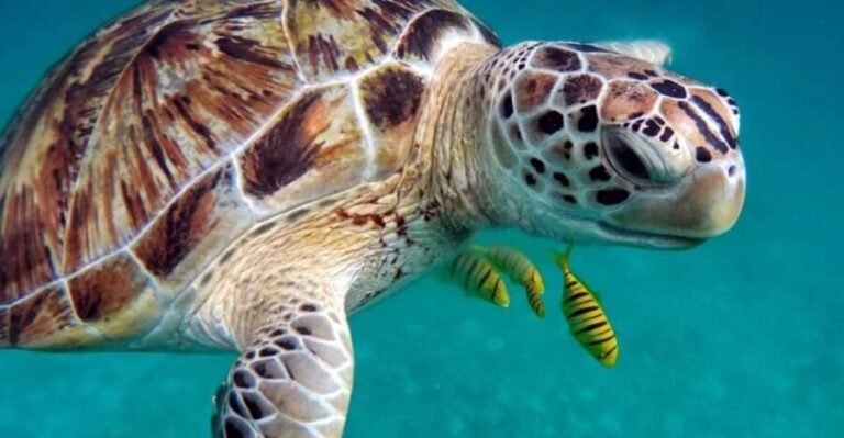 San Domino, Tremiti: guided snorkeling tour - Final Thoughts