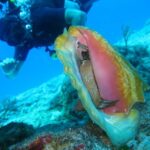 San Domino, Tremiti: try scuba, first diving experience - The Logistics: What You Need to Know