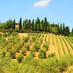 San Gimignano, Siena, Monteriggioni: Fully Escorted Tour, Lunch & Wine Tasting - FAQs