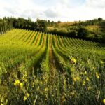 San Gimignano: Tuscan Wine & Bruschetta Tasting for Families - Who Will Love This Experience?