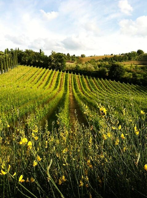 San Gimignano: Tuscan Wine & Bruschetta Tasting for Families - Who Will Love This Experience?