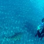 San Miguel de Abona: 2Dive Package - What to Expect During Your Dives