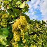 San Pietro di Feletto: Vineyard Tour with Cellar Visit - Exploring the Mani Sagge Estate