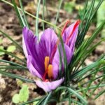 San Polo in Chianti: Discovering Saffron - Detailed Breakdown of the Itinerary
