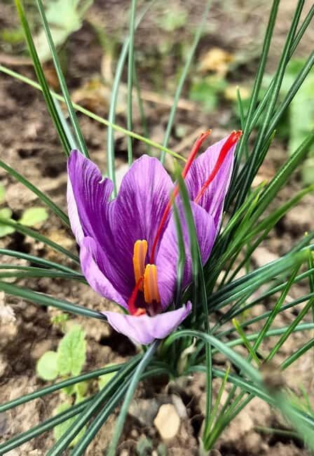 San Polo in Chianti: Discovering Saffron - Detailed Breakdown of the Itinerary
