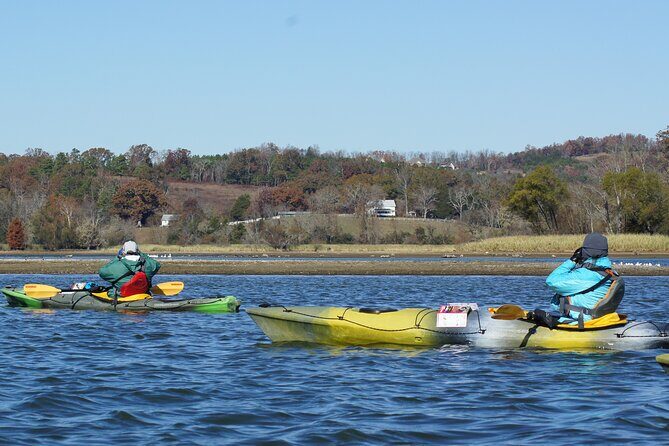 Sandhill Crane Kayak Tour with Chattanooga Guided Adventures - The Value of the Experience
