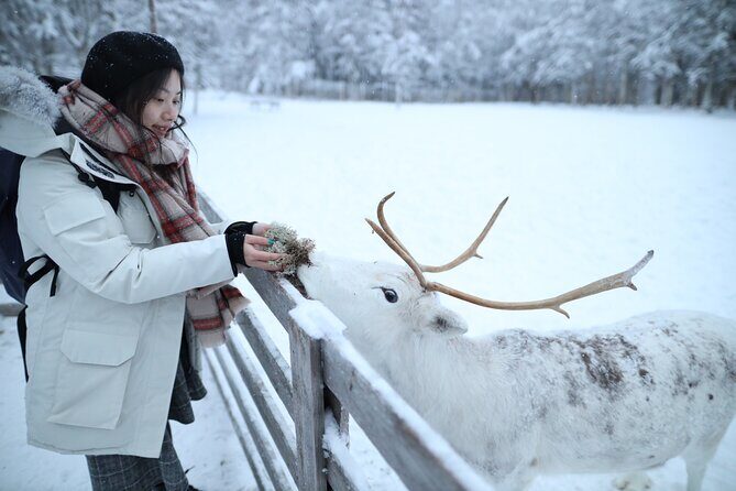 Santa Claus Village, Husky and Reindeers Combo Safari - What to Expect from the Tour