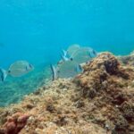 Santa Pola: 3-Hour Scuba Diving near Tabarca - The Details That Matter