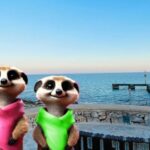 Santa Ponca: The Magical Creatures of SantaPonca,family game - The Practicalities