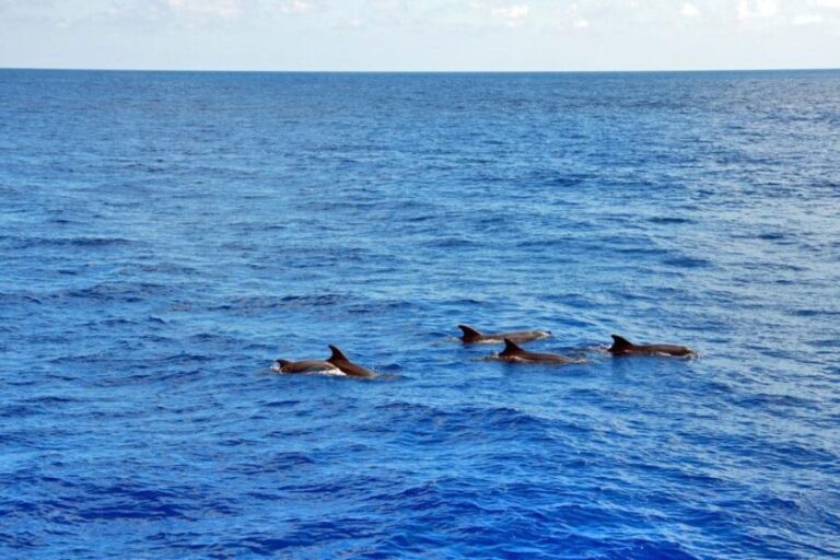 Santa Ponsa: Dolphin Watching Cruise - The Length and Flexibility of the Tour