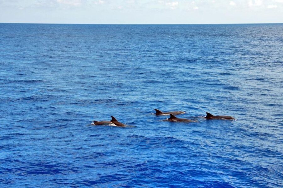 Santa Ponsa: Dolphin Watching Cruise - The Length and Flexibility of the Tour