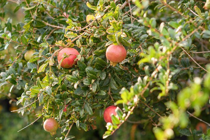 Santorini 5 Hour Private Oia Tour & Lunch/Dinner at a Local Farm - Final Thoughts