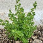 Santorini: Farm and Winery Guided Tour - Is the Price Worth It?