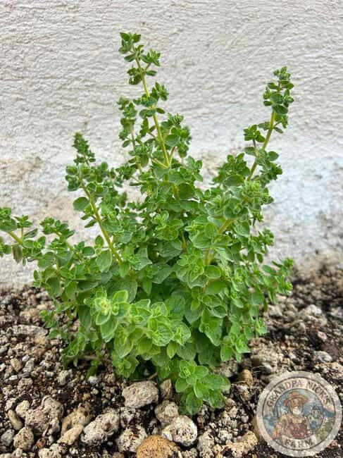 Santorini: Farm and Winery Guided Tour - Is the Price Worth It?