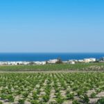 Santorini: Guided Wineries Private Tour with Wine Tastings - What Makes This Tour Stand Out