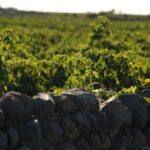 Santorini Private 10 Wine Tastings with Dinner & Oia Sunset - FAQs