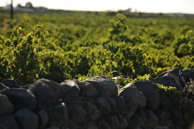 Santorini Private 10 Wine Tastings with Dinner & Oia Sunset - FAQs