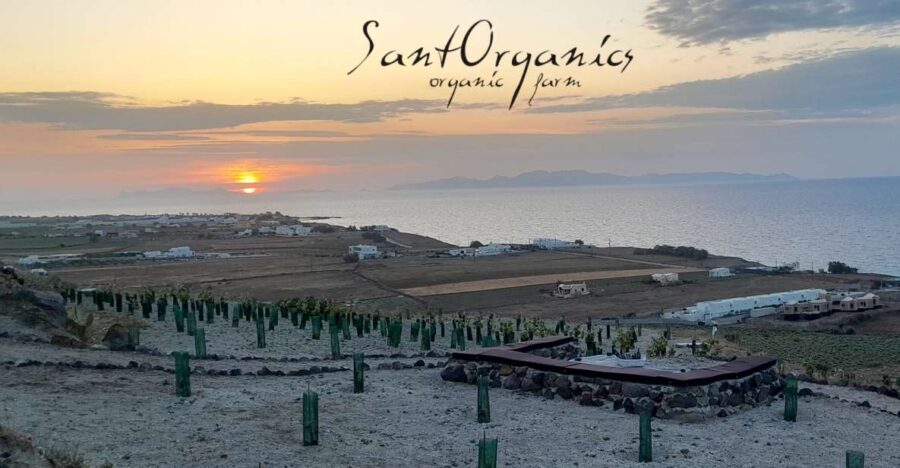 Santorini: Private Agri-Educational Visit to an Organic Farm - The Itinerary Breakdown