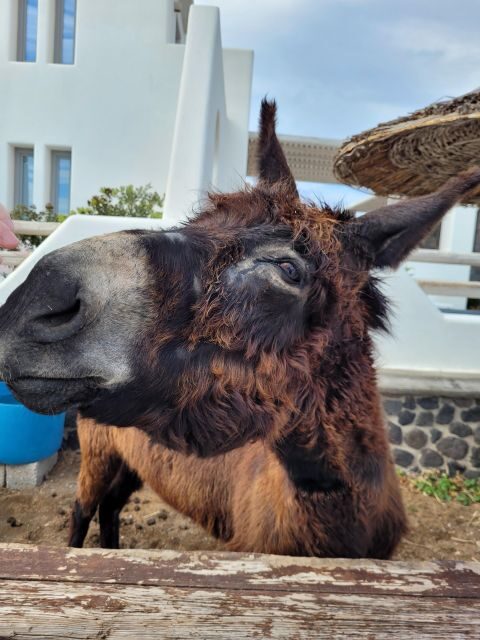 Santorini: Private Island Tour - FAQ