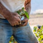 Santorini: Private Wine Tasting at Private venue - The Details of the Experience