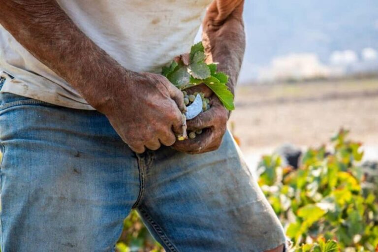 Santorini: Private Wine Tasting at Private venue - The Details of the Experience