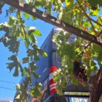 Santorini Private Wine Tour with Local Expert & Sunset - What Travelers Say