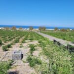 Santorini: Three Wineries and One Brewery Tour with Tastings - Who Will Love This Tour?