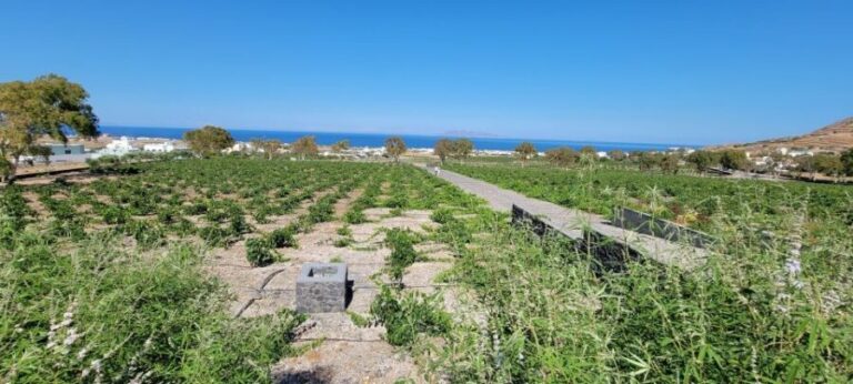 Santorini: Three Wineries and One Brewery Tour with Tastings - Who Will Love This Tour?