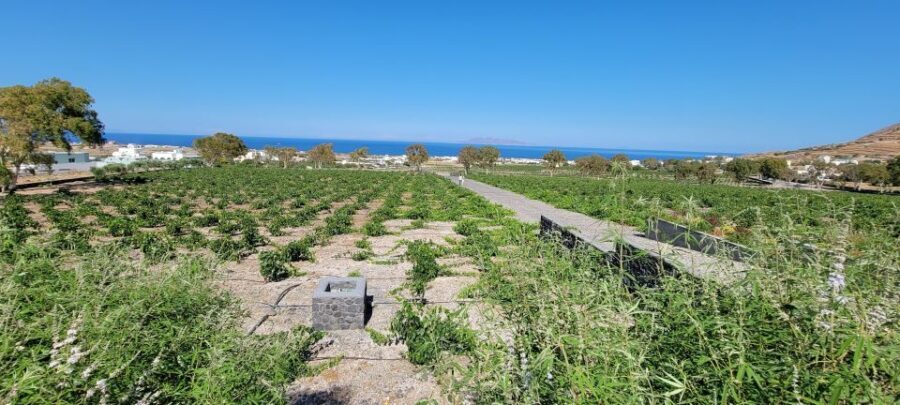 Santorini: Three Wineries and One Brewery Tour with Tastings - Who Will Love This Tour?