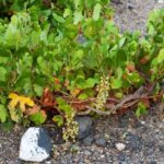 Santorini: Vegan Wine Tasting Private Tour - Who is this tour best suited for?