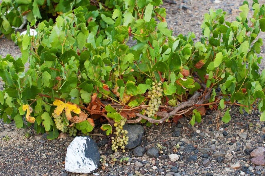 Santorini: Vegan Wine Tasting Private Tour - Who is this tour best suited for?