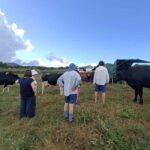 Sao Jorge Cheese Tour - Half day - An In-Depth Look at the São Jorge Cheese Tour